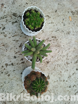 3 cactus with pot and soil